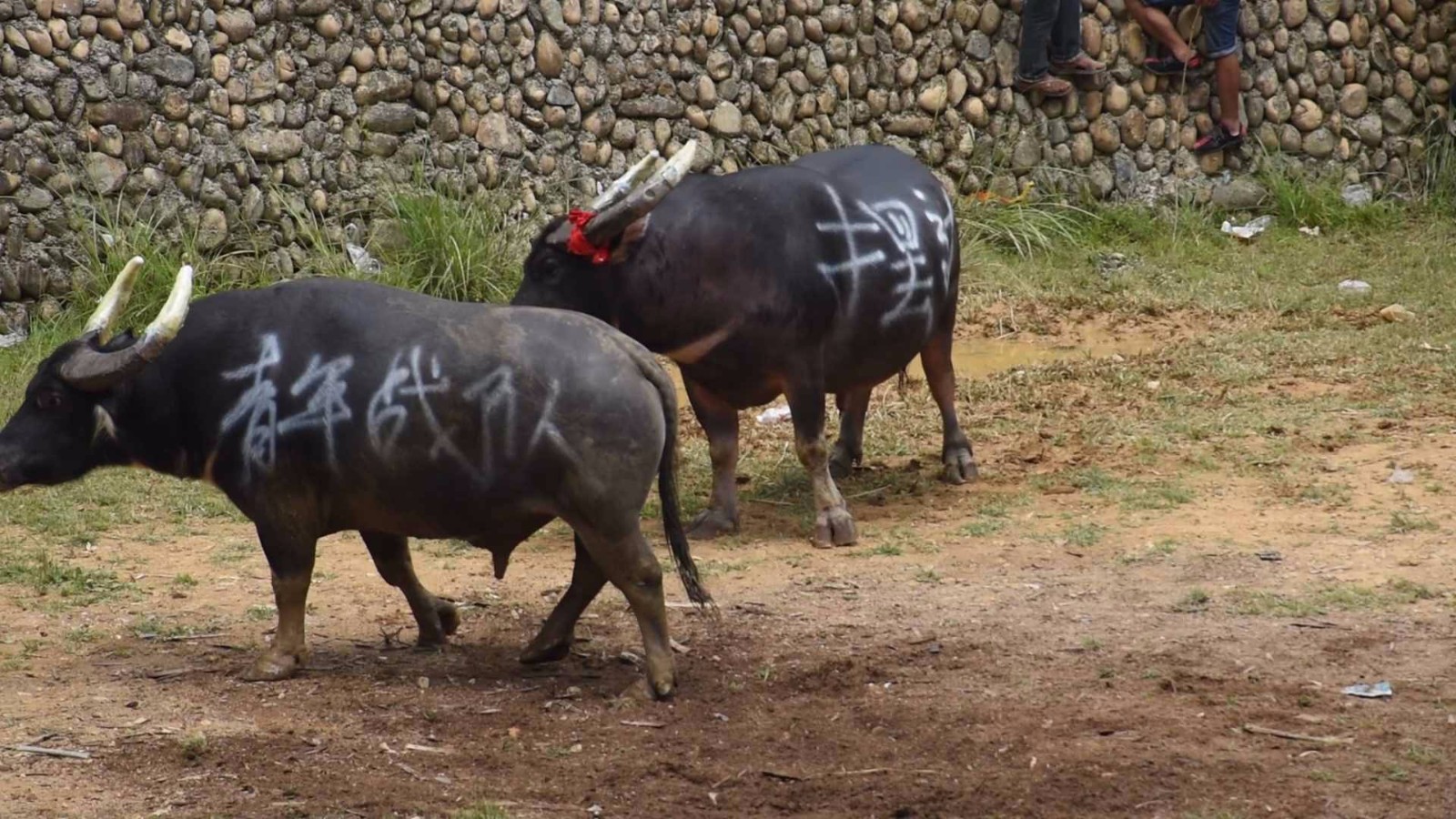 阿拉伯杯2021外围赛比分